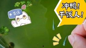 粉红色烈鸟在线观看,浪漫奇遇，在线观看的视觉盛宴  第1张