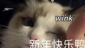 猫之城最新爆料视频大全,最新爆料视频大盘点